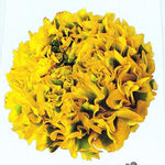 Ranunculus Pon Pon - Flowers Box London