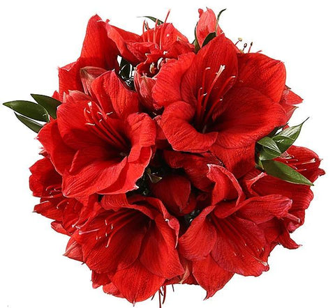 Red Amaryllis Bouquet