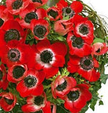 Red Anemone Nest Bouquet - Flowers Box London