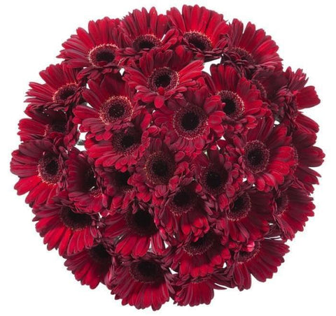 Red Gerber Bouquet