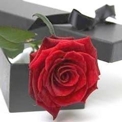 Red Single Rose Luxury Box