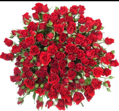 Red Spray Roses