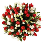 Red & White Tulips