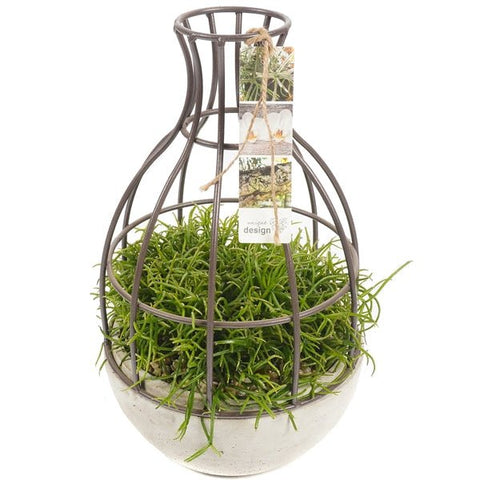 Rhipsalis in a Creative Pot - Flowers Box London