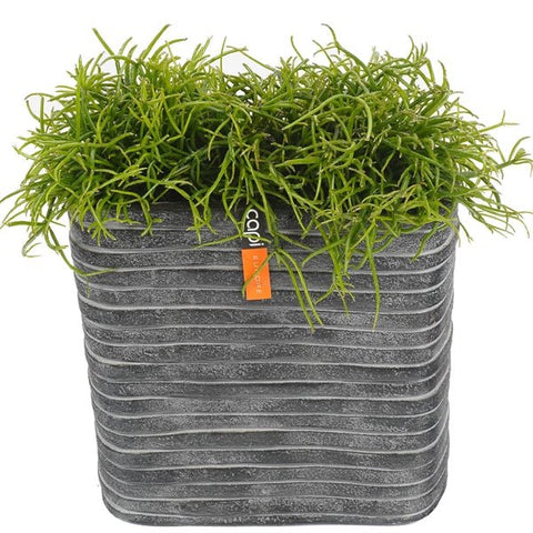 Rhipsalis in Rectangual Pot - Flowers Box London