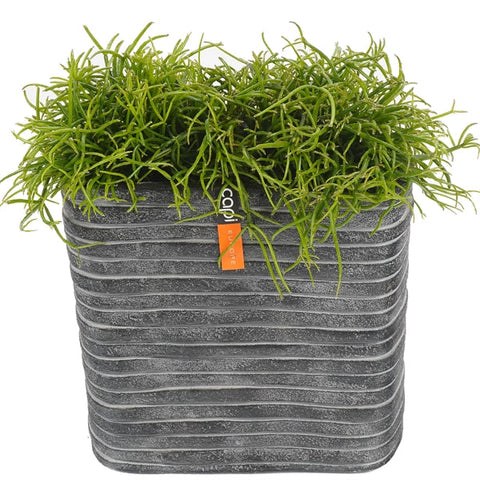 Rhipsalis in Rectangual Pot