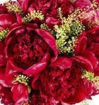 Ruby Red Peony Bouquet