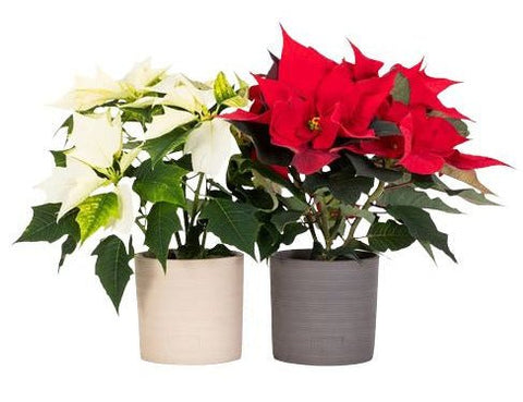 Set of PoiNsettia Ceramic Pot - Flowers Box London