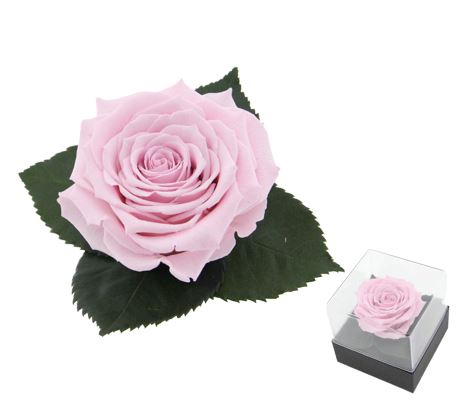 Single Pink Preserve Rose Gift Box - Rose Head Ø 7cm