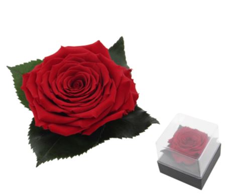 Single Red Preserve Rose Gift Box - Rose Head Ø 7cm