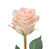 Single Rose - Flowers Box London