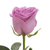 Single Rose - Flowers Box London