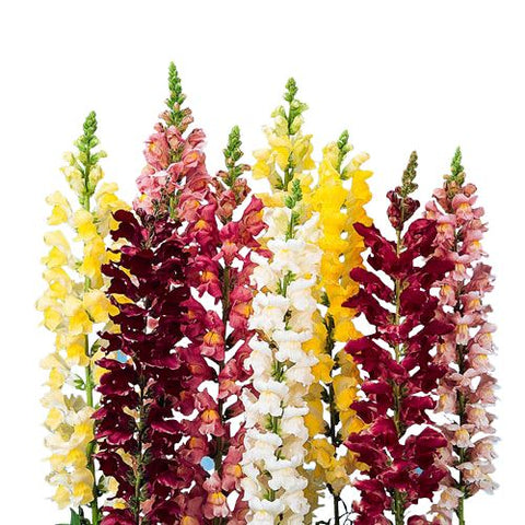 Snapdragon flower bouquet