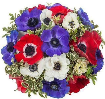 Anemone Bouquet: Red and White Flowers Delivery | Flowers Box London