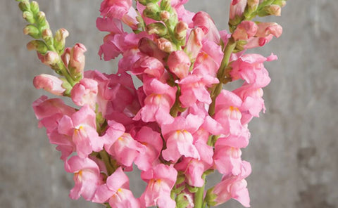 SPECIAL ORDER - SNAPDRAGON FLOWERS