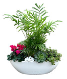 Stunning Home Plants in Pot - Flowers Box London