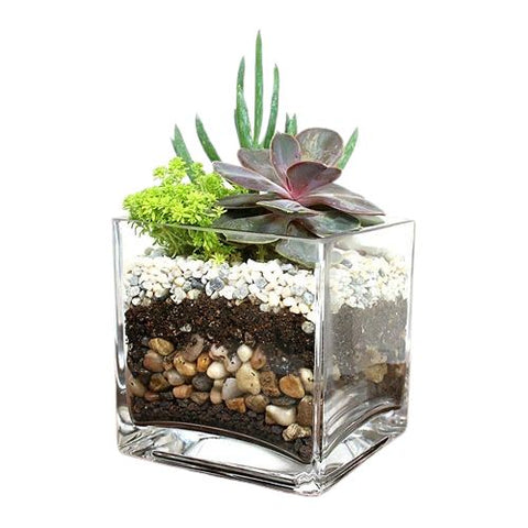 Succulent Arrangement in Glass Pot