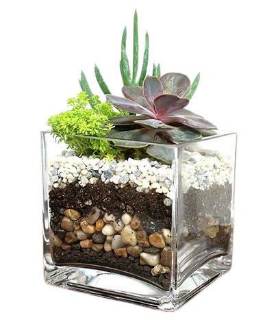 Succulent Arrangement in Glass Pot - Flowers Box London