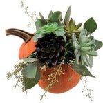 Succulent Halloween Pumpkin - Flowers Box London