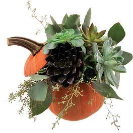 Succulent Halloween Pumpkin - Flowers Box London