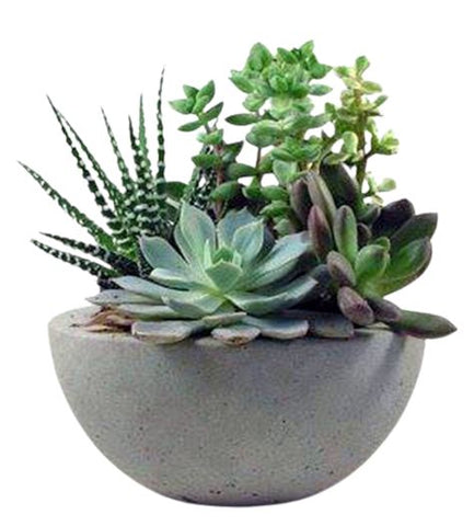 Succulent in Ceramic Pot