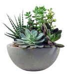 Succulent in Ceramic Pot - Flowers Box London