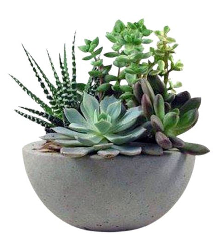 Succulent in Ceramic Pot - Flowers Box London