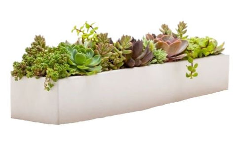 Succulent in Rectangular Cement Pot - Flowers Box London