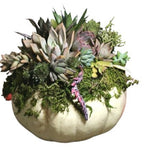 Succulent in White Pumpkin - Flowers Box London
