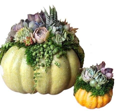 Succulent Pumpkin Set