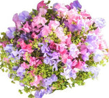 Sweet Pea with Greenery