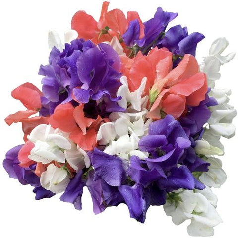 Three Colours Sweet Pea Bouquet