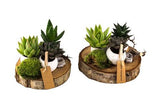 Trio Pot Succulent on Wood - Flowers Box London