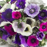 Vibrant Anemone Bouquet - Flowers Box London