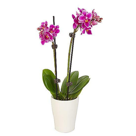 Vibrant Pink Phalenopsis Orchids Ceramic Pot