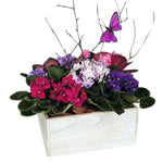 Violets Arrangement Box