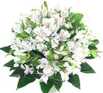 White Alstroemeria