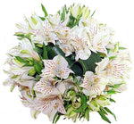 White Alstroemeria