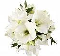 White Amaryllis Bouquet