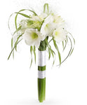 White Amaryllis in Grass