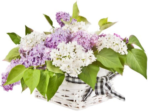 White and Purple Lilac Basket