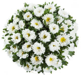 White Aster Bouquet