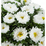 White Aster Bouquet