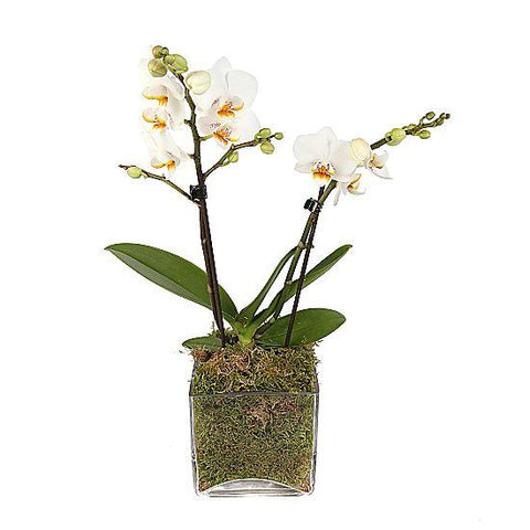 White Orchids Gifts in Glass Square Pot