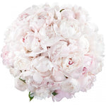 White Peonies Bouquet
