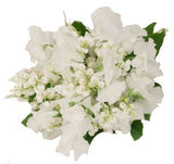 White Sweet Pea and Lily of Valley Bouquet