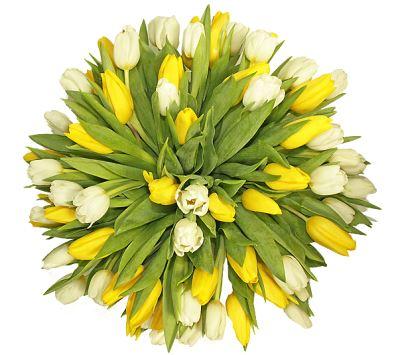 White & Yellow Tulips