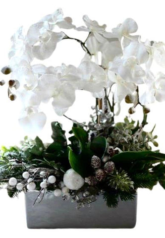 Winter Phaleonopsis Orchids Arrangement - Flowers Box London