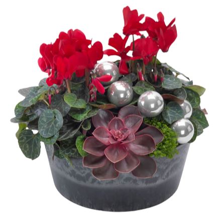 Xmas Cyclamen Glass Pot - Flowers Box London
