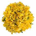 Yellow Alstroemeria